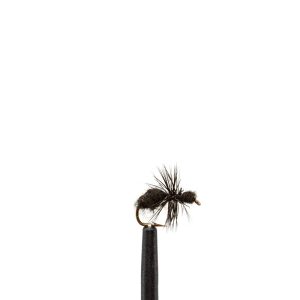 Black Ant