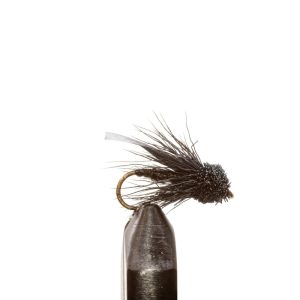 Black Cricket