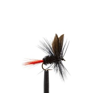 Black Gnat-Red Tail