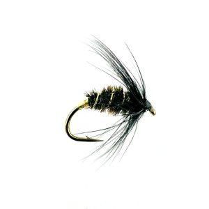 BLACK & PEACOCK SPIDER