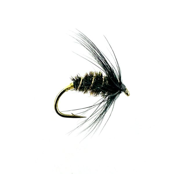 BLACK & PEACOCK SPIDER