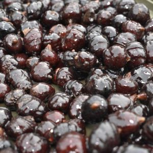 Black Tigernuts