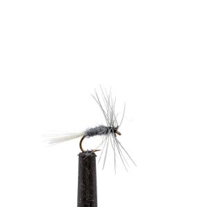 Blue Dun Midge