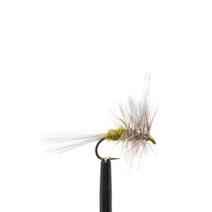 Blue-Winged Olive
