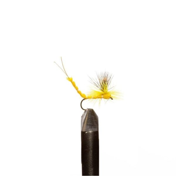 Brown Para Yellow