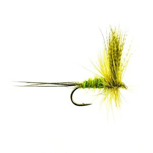 CARRA GREENDRAKE