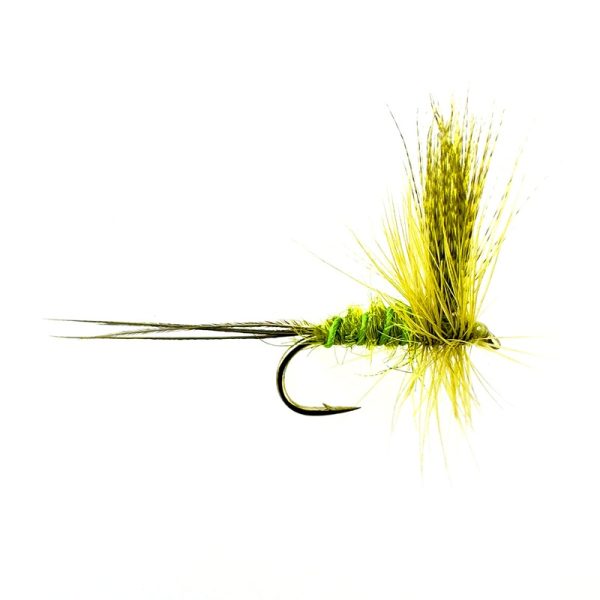CARRA GREENDRAKE