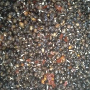 Chilli Hemp Seed