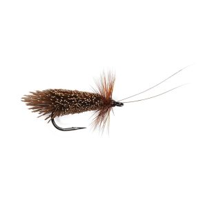 CHOCOLATE SEDGE (GODDARD)