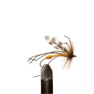 Crane Fly