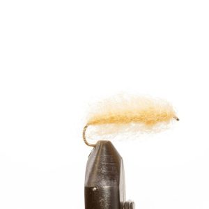 Crane Fly Larva