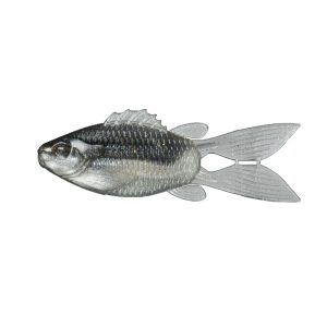 FlipGill – Gizzard Shad