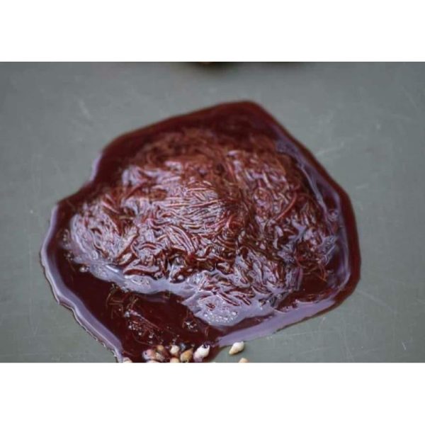 Frozen Bloodworm
