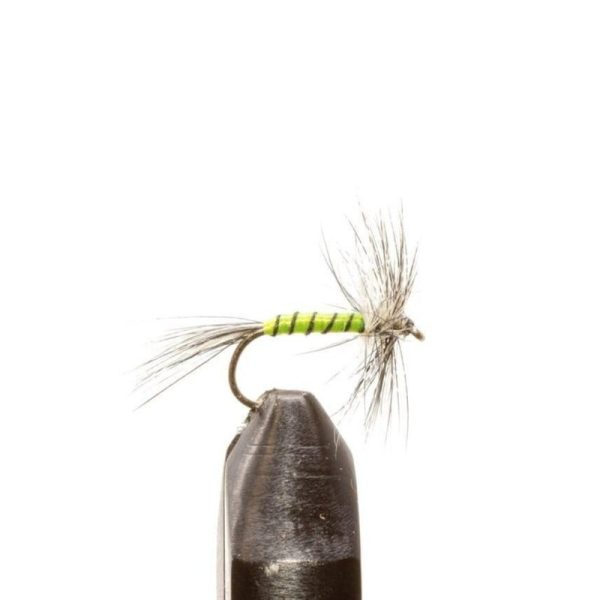 Green Body Mosquito