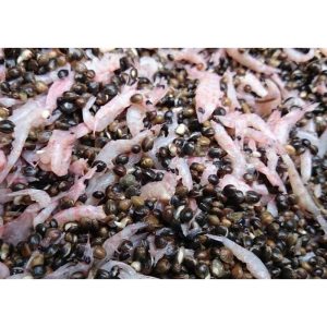 Hemp & Krill (5kg)