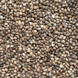 Hemp Seed (1kg-25kg) – Dry Particle Bait