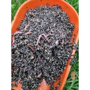 Hemp & Worms