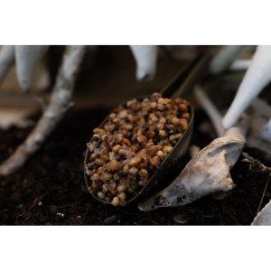 Impact Chilli