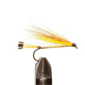 Little Brown Trout