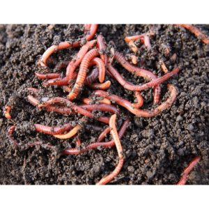 Live Worms! (Free shipping)