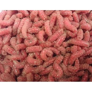 Maggots