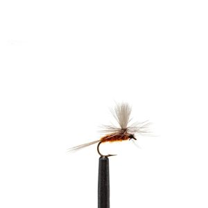 Mahogany Dun Parachute
