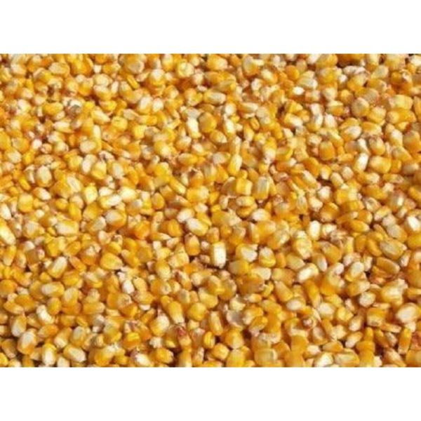 Maize ** Free Delivery **