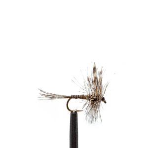 Mosquito