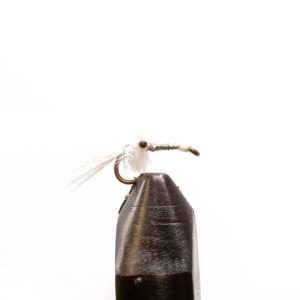 Mysis Shrimp