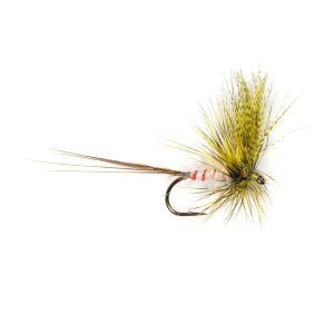 O’CONNOR’S MAY OLIVE