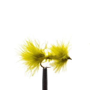 Olive Leech