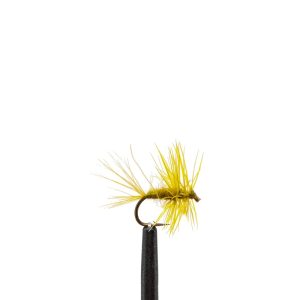 Olive Midge