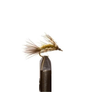 Olive Sparrow