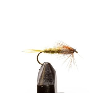 Olive Stonefly