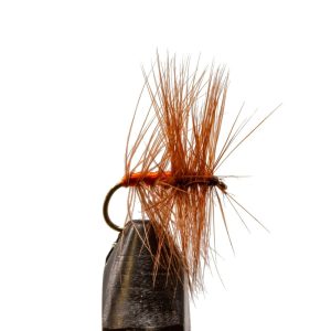 Orange Asher