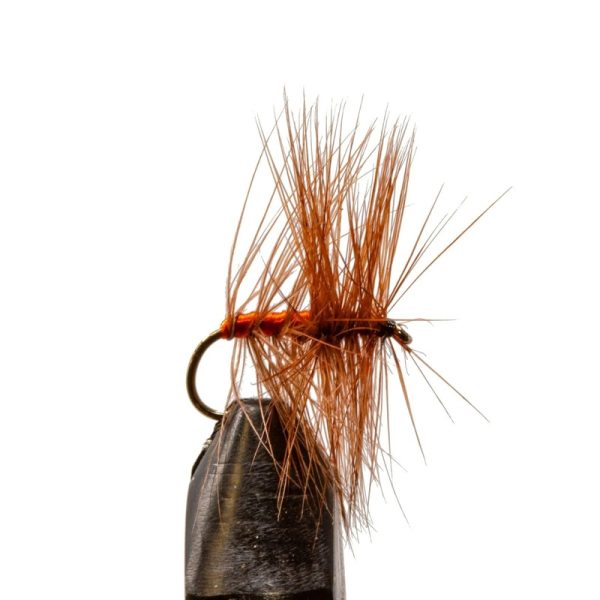 Orange Asher