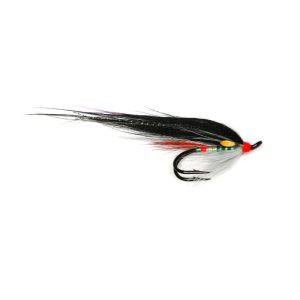 OYSTERCATCHER – DOUBLE
