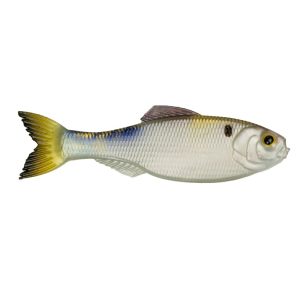 Panorama – 4K Shad