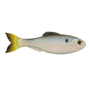 Panorama – Clearwater Shad