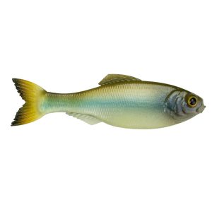 Panorama – Ghost Minnow