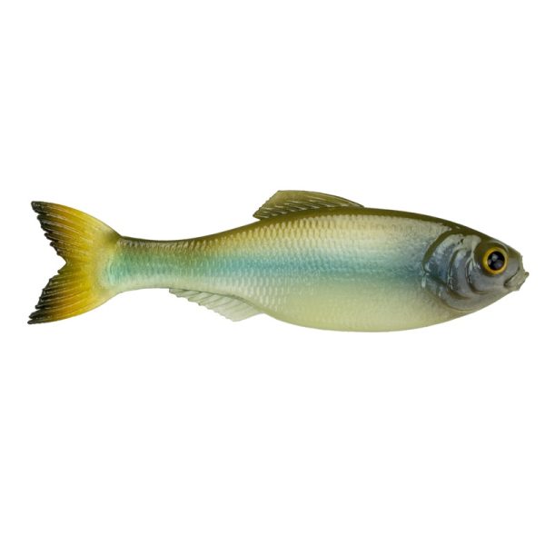 Panorama – Ghost Minnow