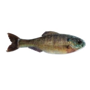 Panorama – Live Bluegill