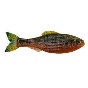 Panorama – Live Bream