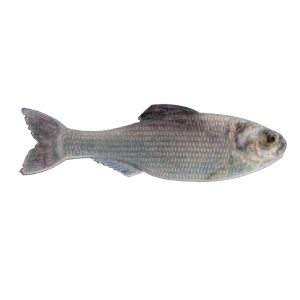 Panorama – Live Shad