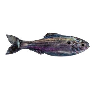 Panorama – Live Threadfin Shad