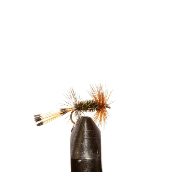 Peacock Lady