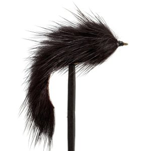 Pine Squirrel Black