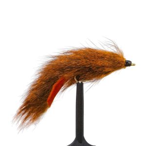Pine Squirrel Orange