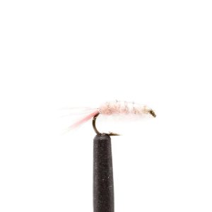 Pink Shrimp