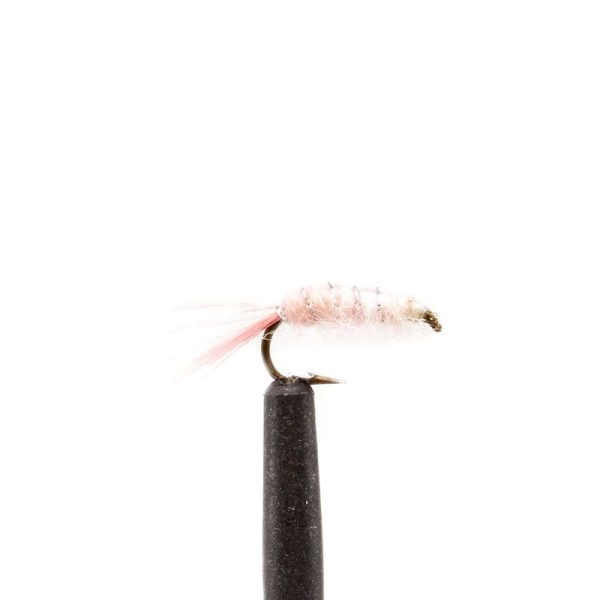 Pink Shrimp